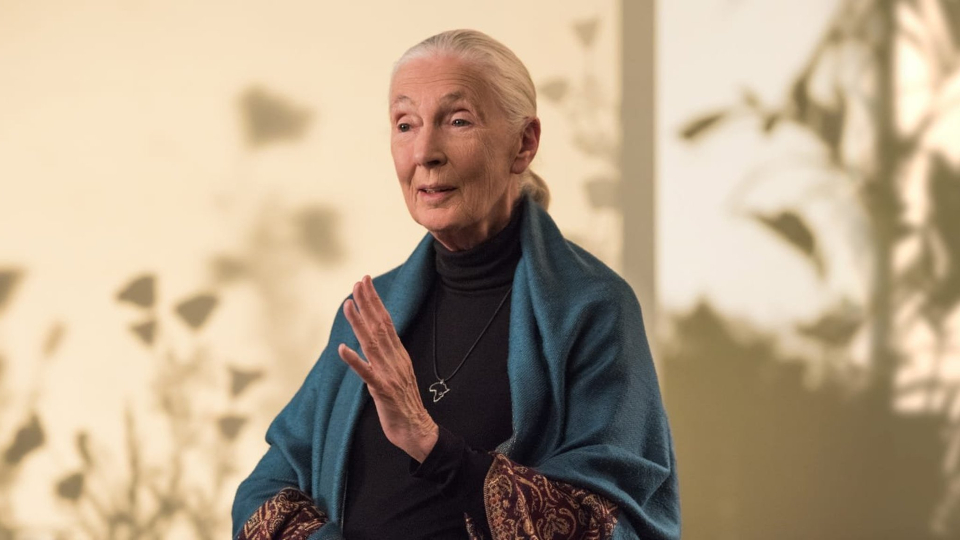 Conservation Online Course by Dr. Jane Goodall